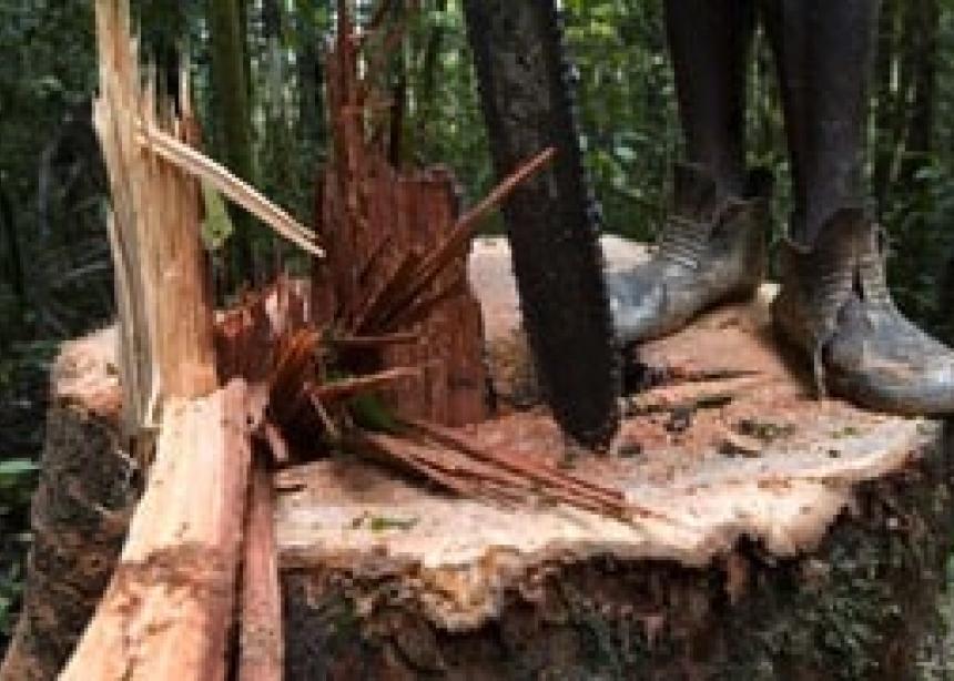 Chaco Mennonites come under fire for deforestation Canadian