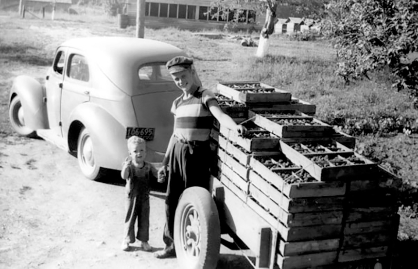 Hauling strawberries