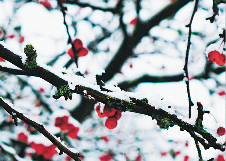 Speculating about berry-filled trees