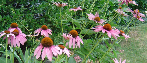 Gardening delights over generations