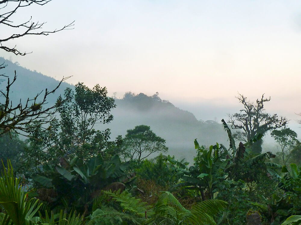 Lessons from the cloud forest