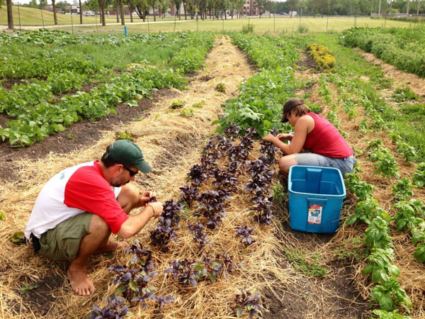 A long row to hoe for an urban farmer