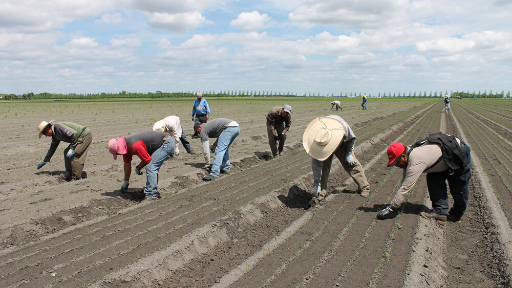 More on seasonal workers in Canada