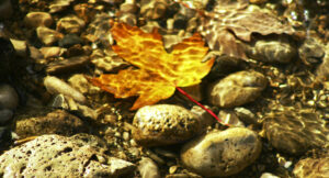 16-09V-leaf-in-a-stream-(rwm)