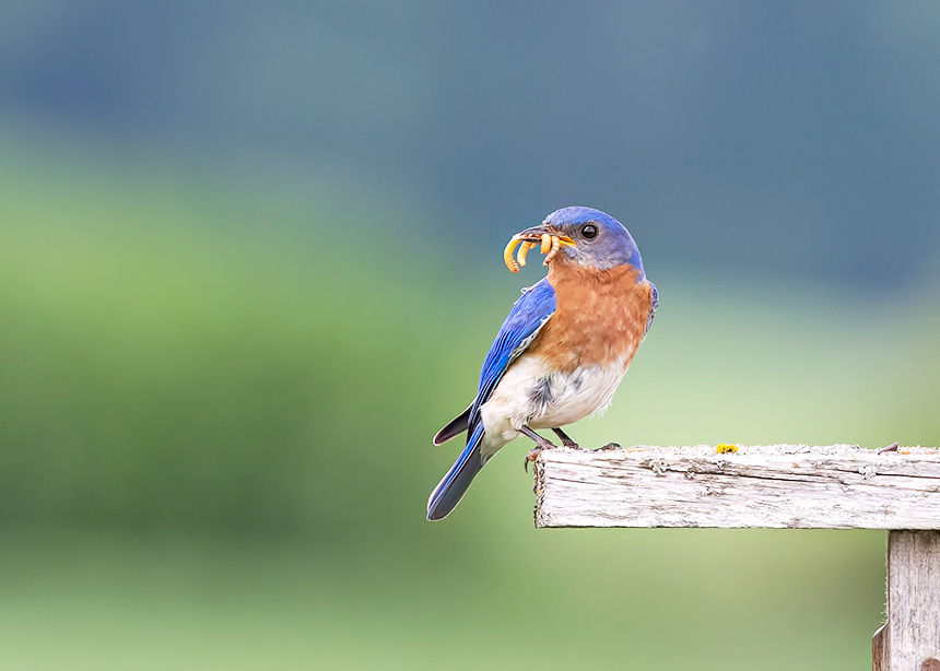 Consider the birders