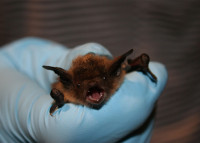 20-32-valaqua_bats-pic_1