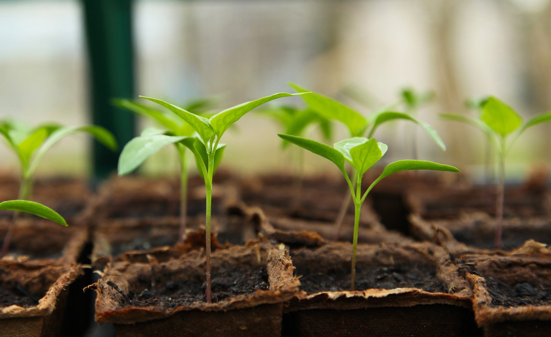 Tending our mothers’ gardens