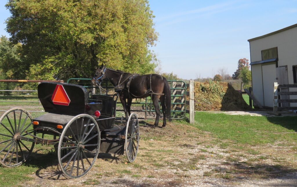 2016-Nov-30-Amish-Ontario-pic 1-buggy