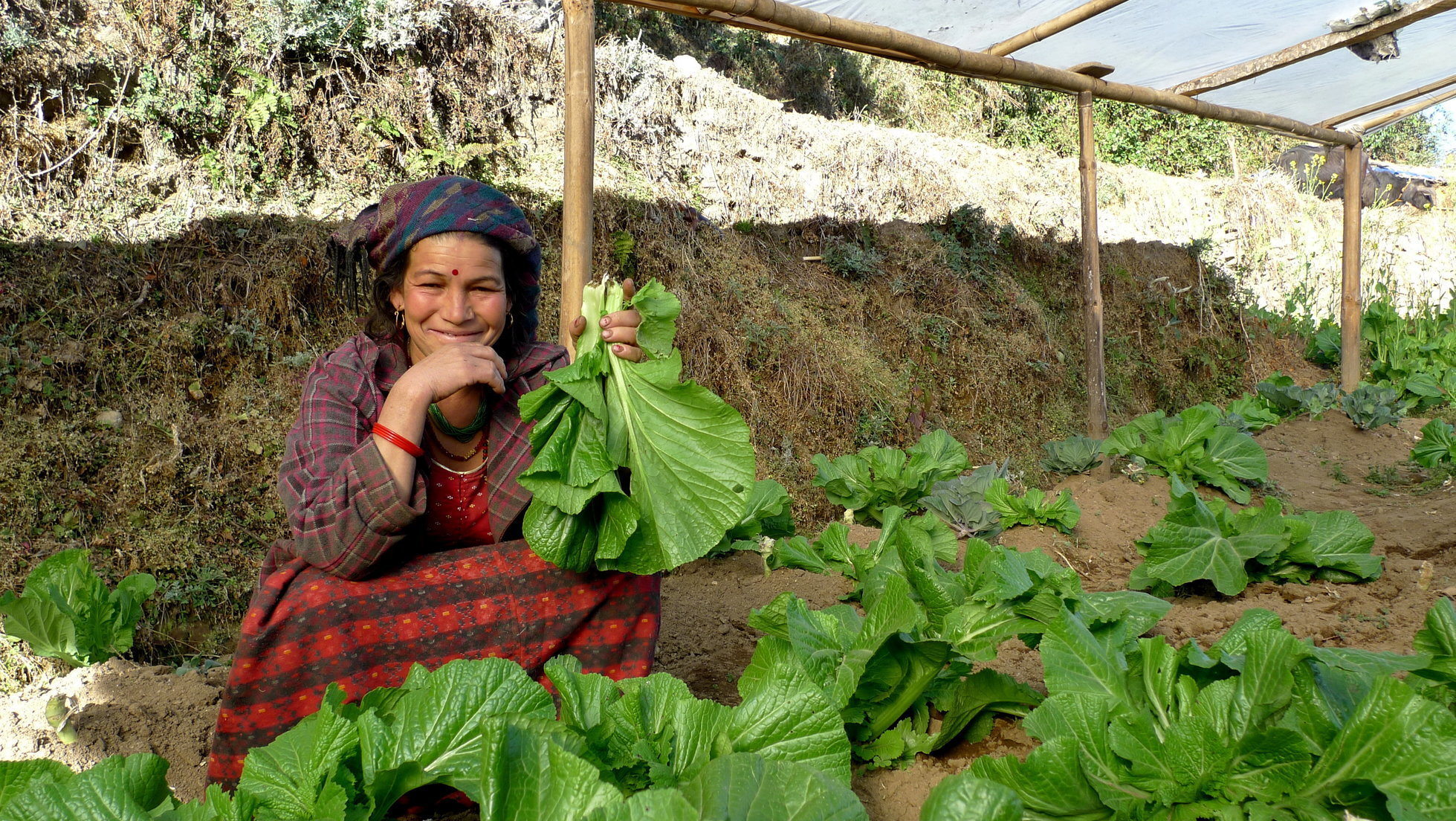 Learning to farm with droughts and deluges