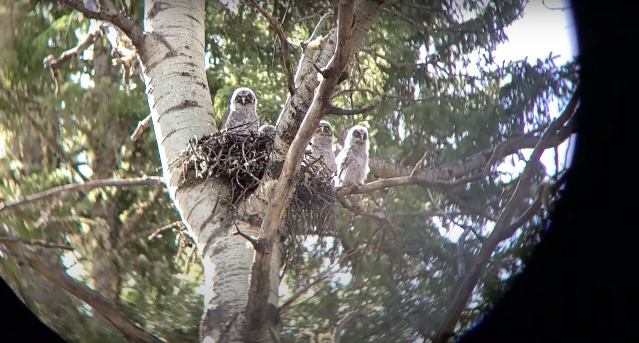 Watch: Great grey owls of Camp Valaqua