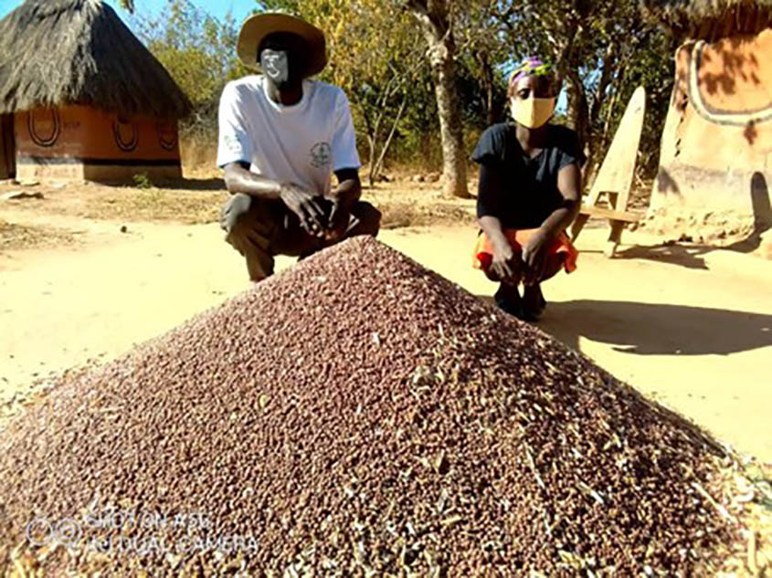 Foodgrains Bank celebrates good harvests in Zimbabwe, Malawi