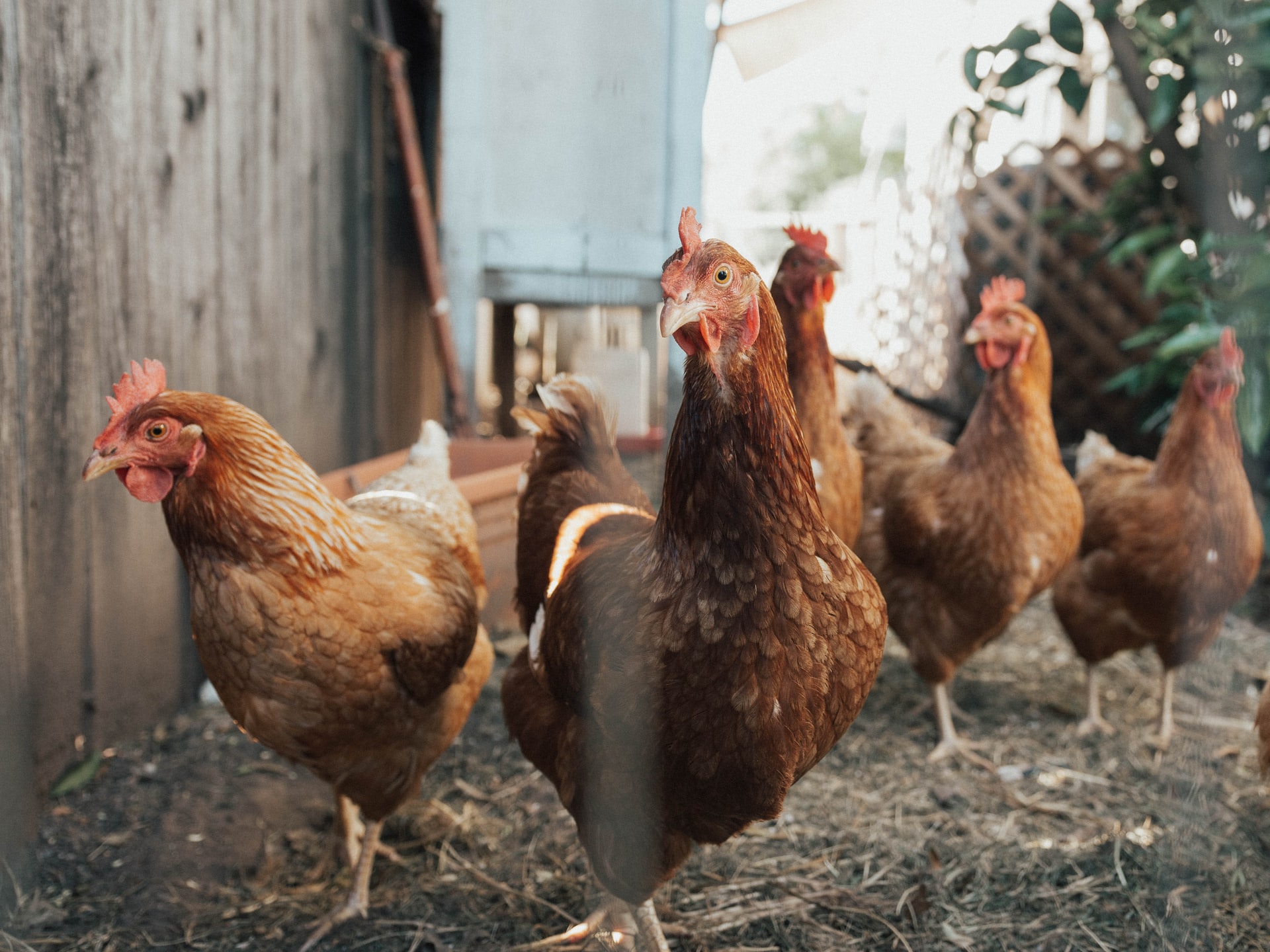 The ‘chicken whisperer’