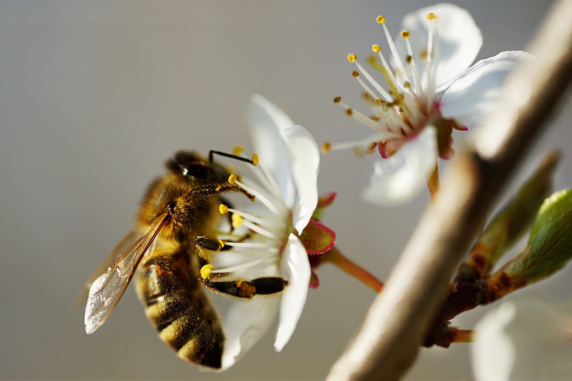 Lonely without insects