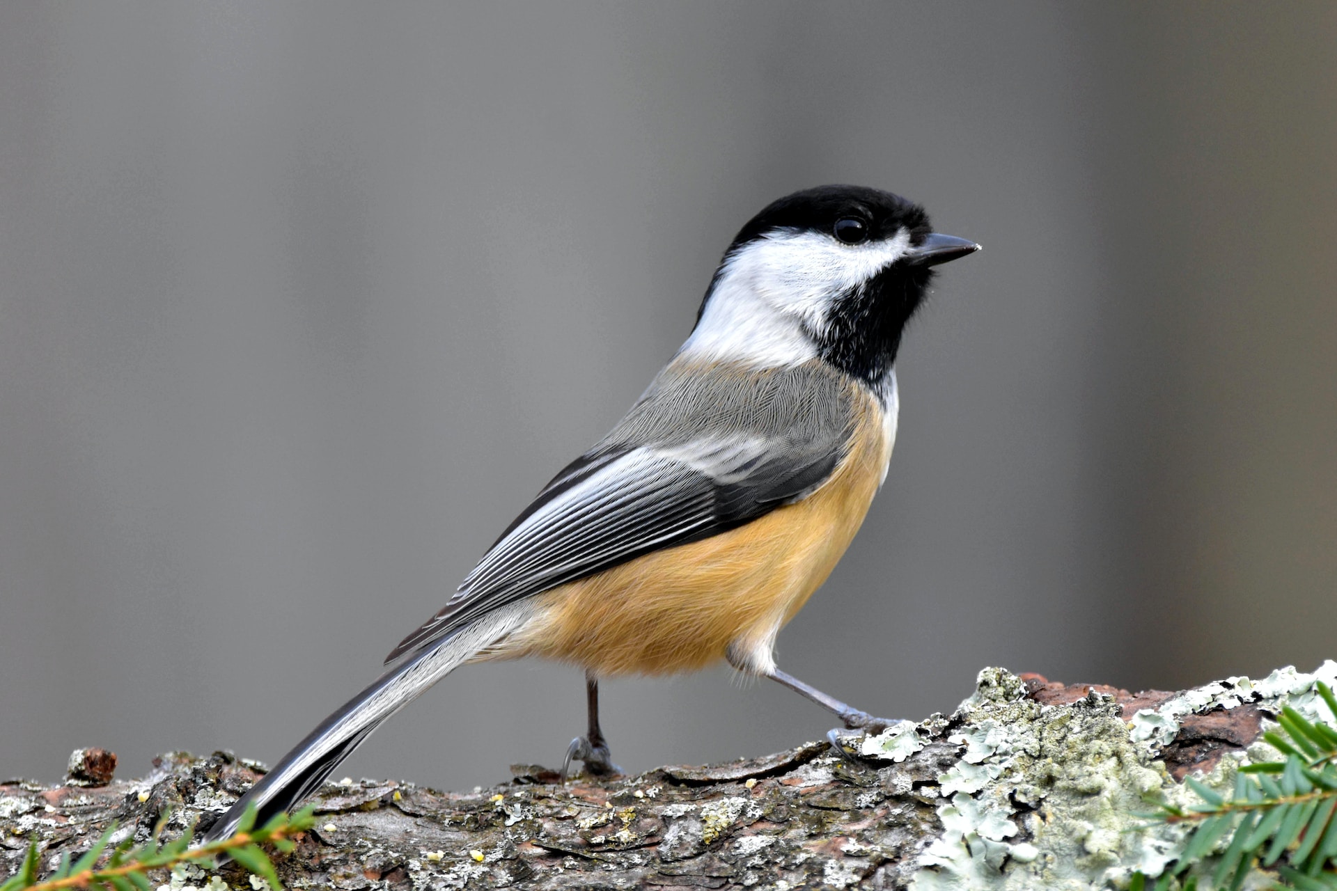 Chickadee as sacrament