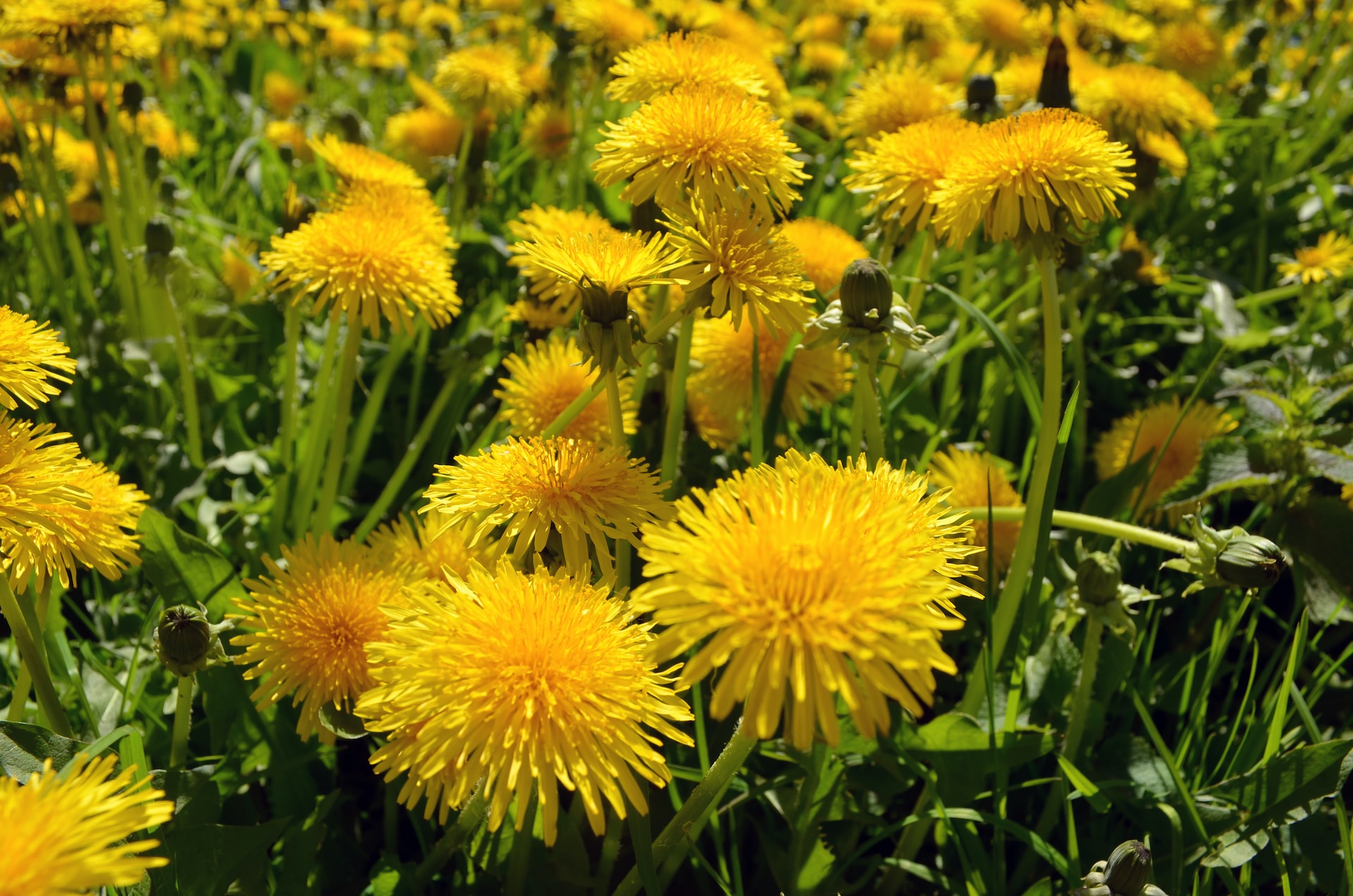 Dandelions for the Gospel