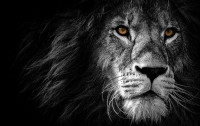 lion-4118576_1920-pixabay